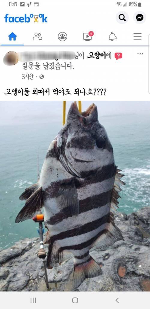 고양이한테 회 떠서 먹여도 되나요?