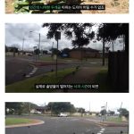 진짜로 사람 죽인 다는 소나무