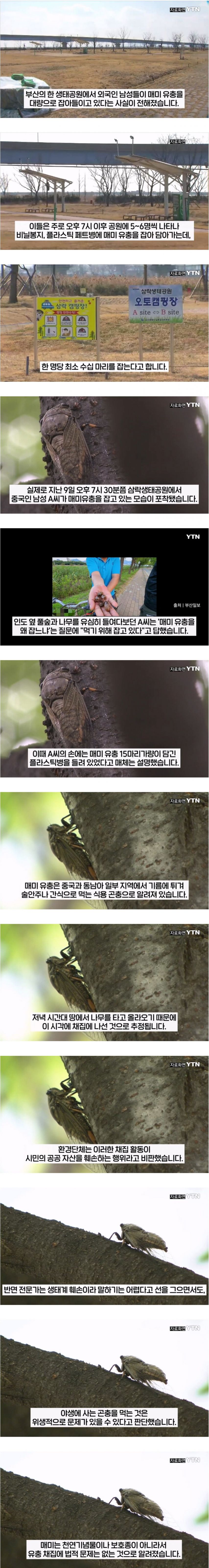 부산에서 매미 사냥하는 중국인들 근황.jpg