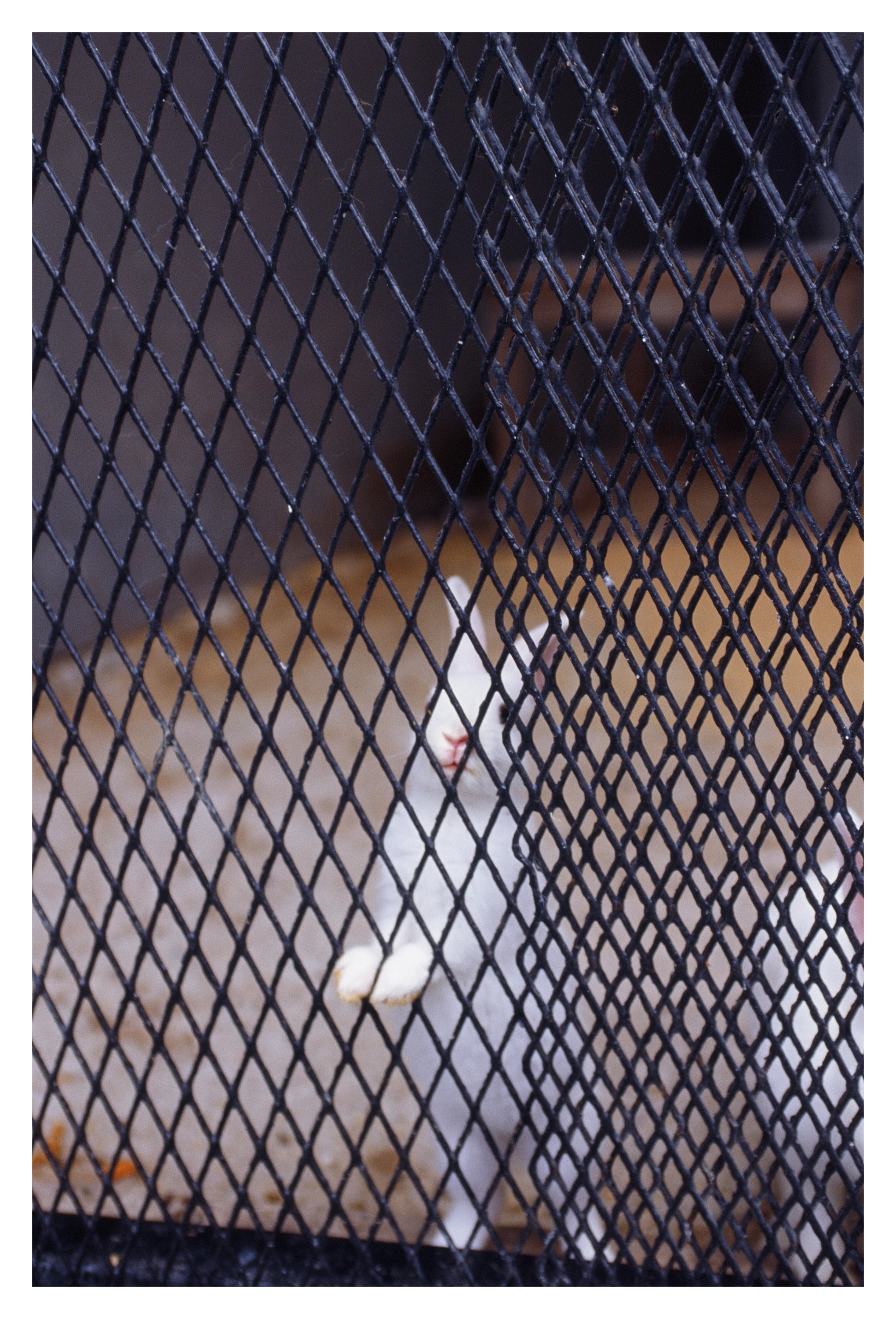 DC Inside 이미지 10