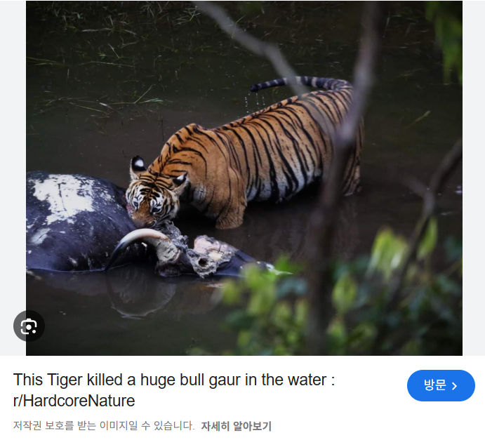 DC Inside 이미지 15