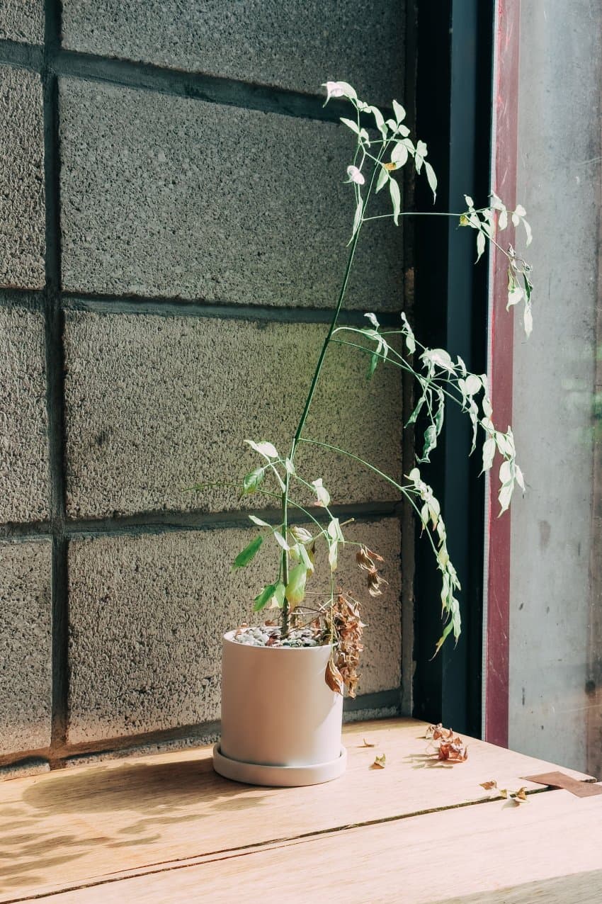 DC Inside 이미지 12