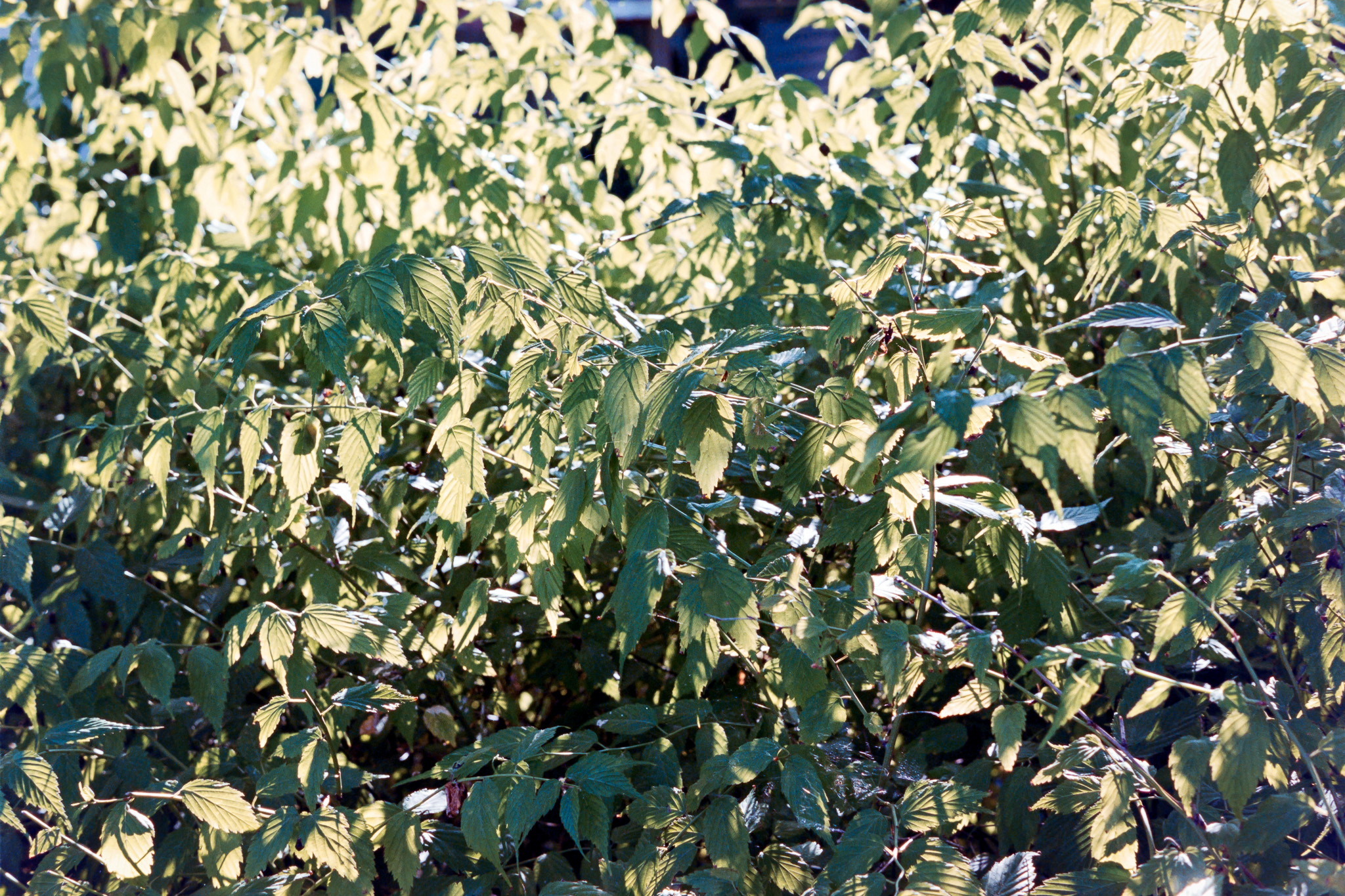 DC Inside 이미지 1