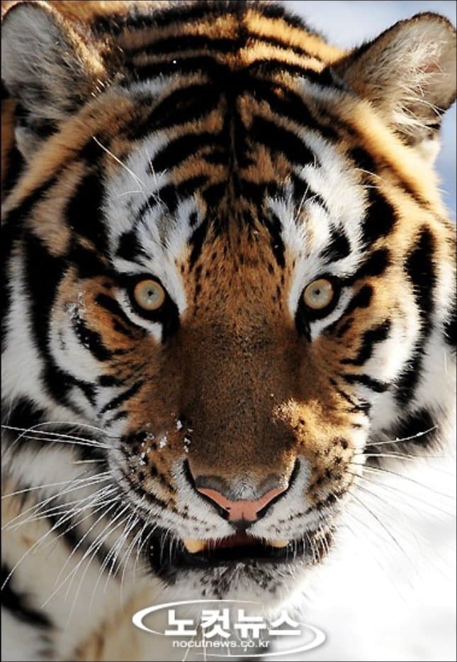 DC Inside 이미지 8