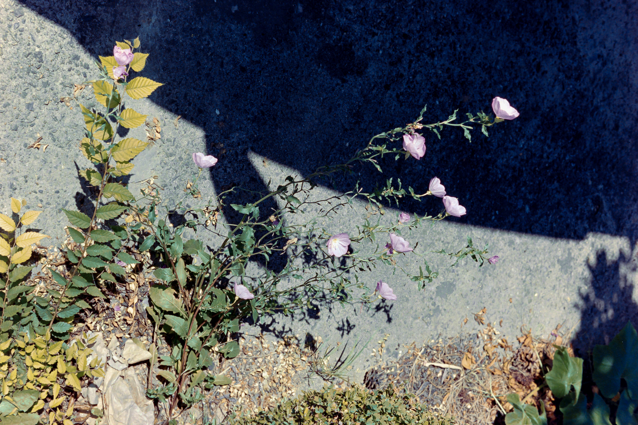 DC Inside 이미지 5