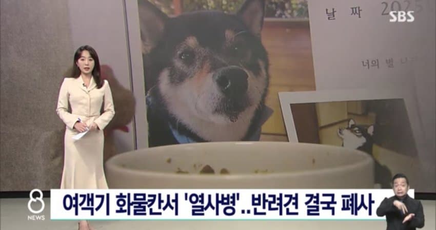 [야갤] 비행기 화물칸에 댕댕이태우고 제주도 가다 폐사…jpg