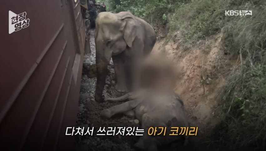 [이갤] 깜짝 .. 의외의 코끼리 킬러 ㄹㅇ ..jpg