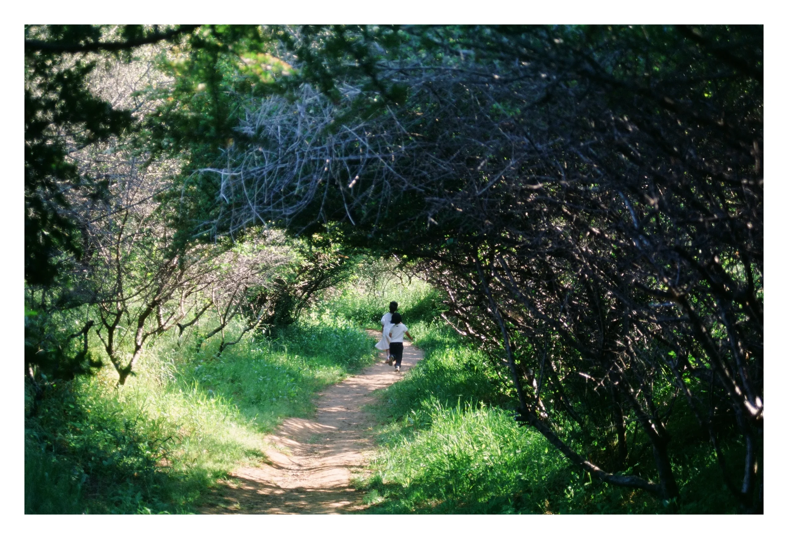 [필갤] 슬라이드에 담아본 초록색 (webp, 10장)