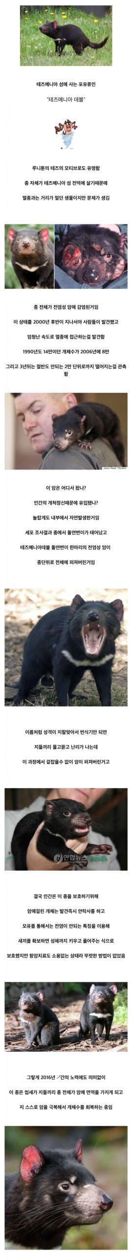 [싱갤] 오들오들 멸종 직전까지 몰린 종 하나가 되살아난 방법.jpg