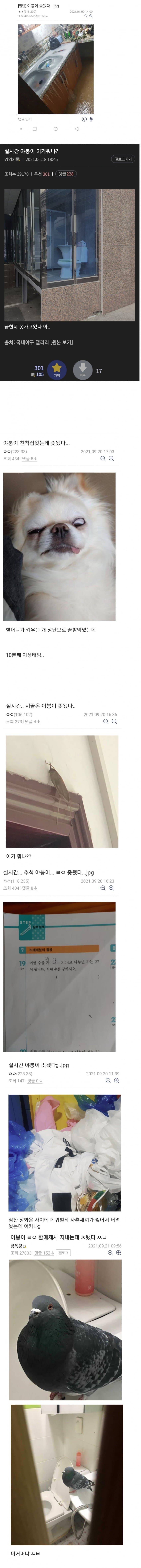 [싱갤] 싱글벙글 디시에서 가장 안타까운 유형.jpg