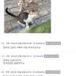 외국인이 본 한국 길고양이 반응