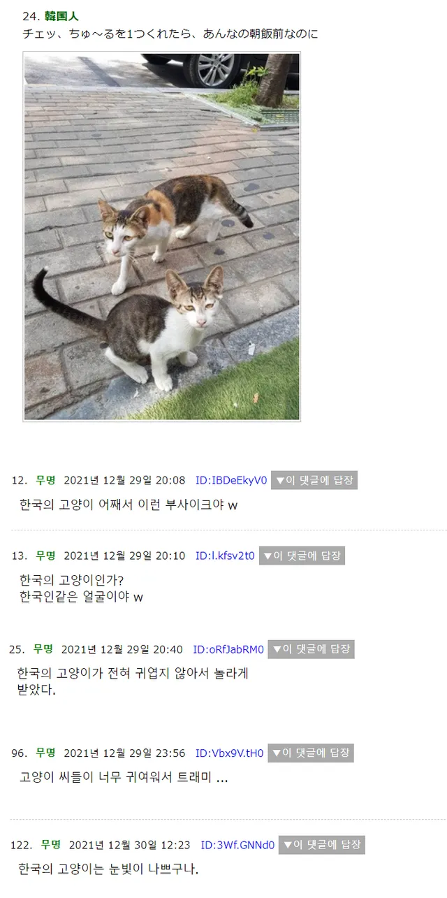 외국인이 본 한국 길고양이 반응