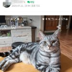 ㄷㄱ에서 고양이 무료분양 받은 회원