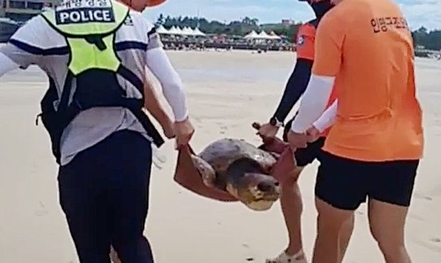 제주 표선해수욕장서 등딱지 다친 멸종위기 붉은바다거북 구조