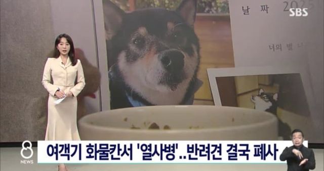 비행기 화물칸에 댕댕이태우고 제주도 가다 폐사…jpg