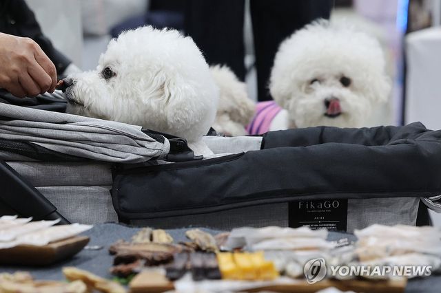 [샷!] 강아지도 입학시험 본다…스카이개슬