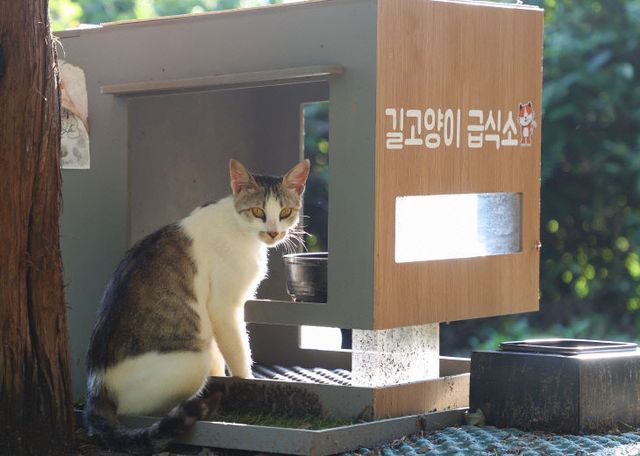 충주 아파트 길고양이 급식소 갈등 ‘해법은 공존’