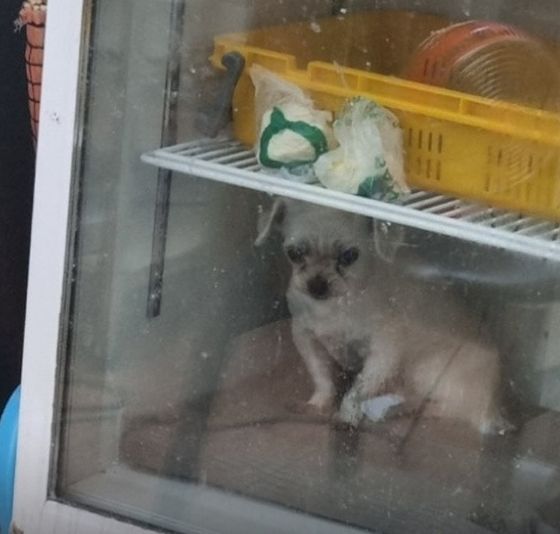 몰티즈 강아지가 냉장고 안에?