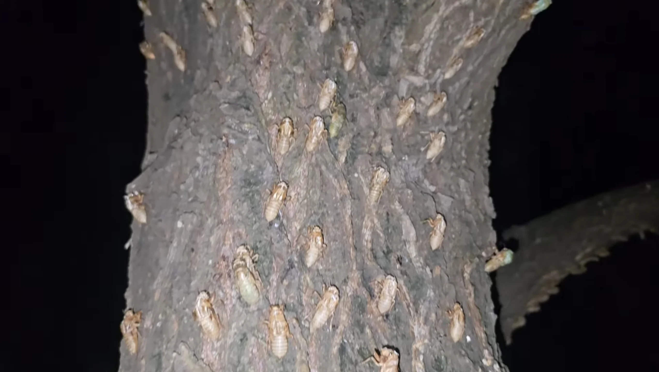 요즘 한강에 떼거지로 출몰한다는 매미.jpg