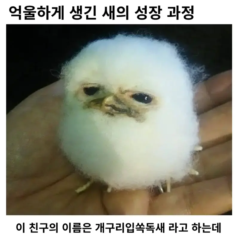 세상에서 제일 억울하게 생긴 새 ㅋㅋㅋ