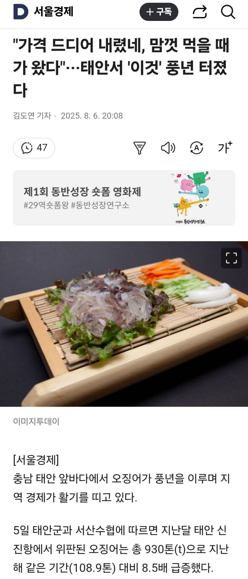 태안 오징어 풍년이랍니다..jpg