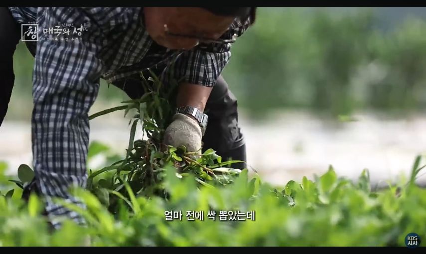 친일파 땅 문제 다큐 방송중 피디의 명언