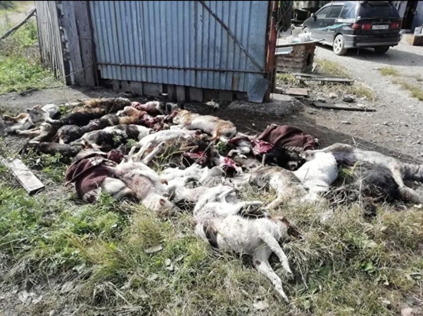 혐)사냥개 35마리 사냥꾼 2명 vs러시아 흑곰 결과