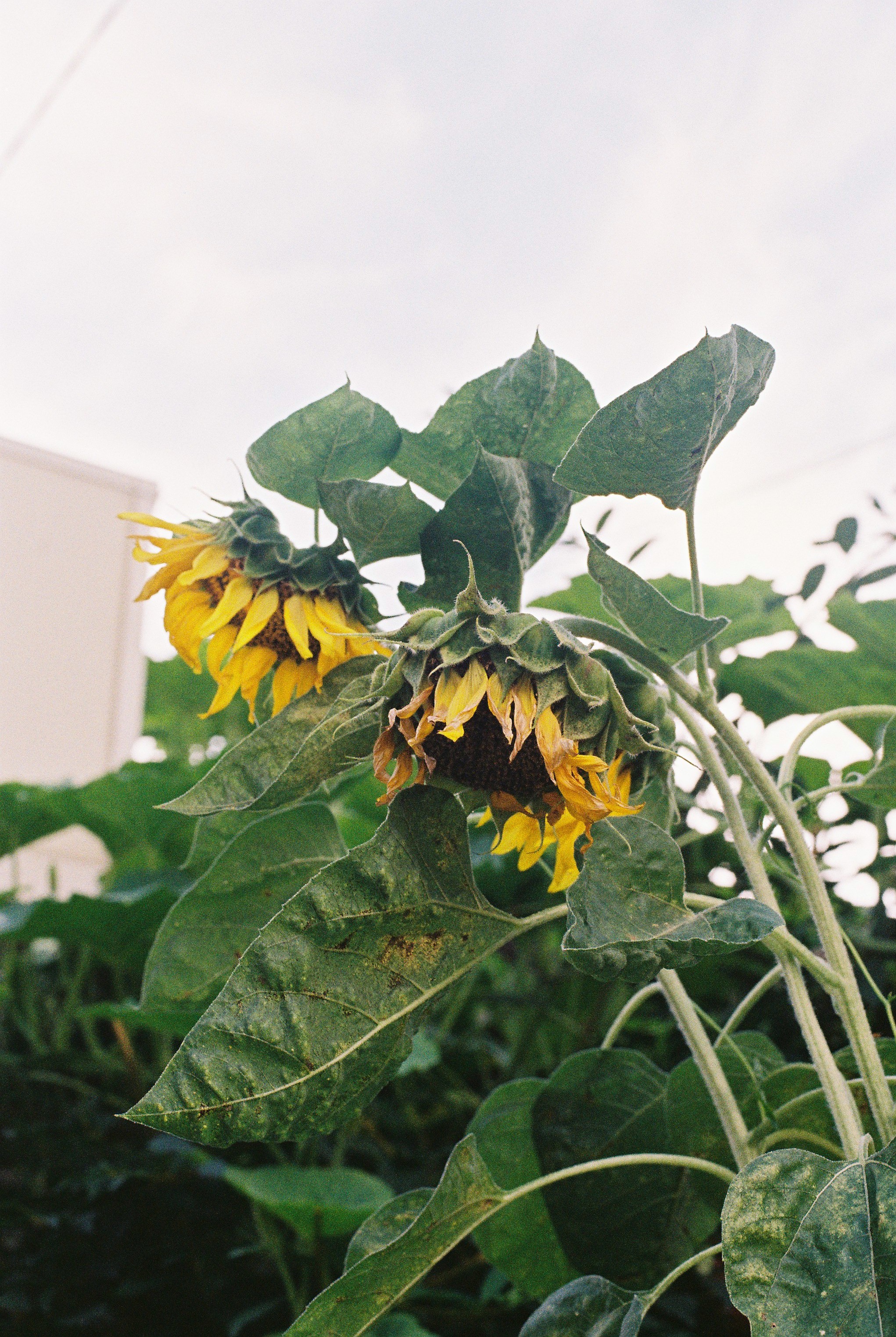 DC Inside 이미지 2