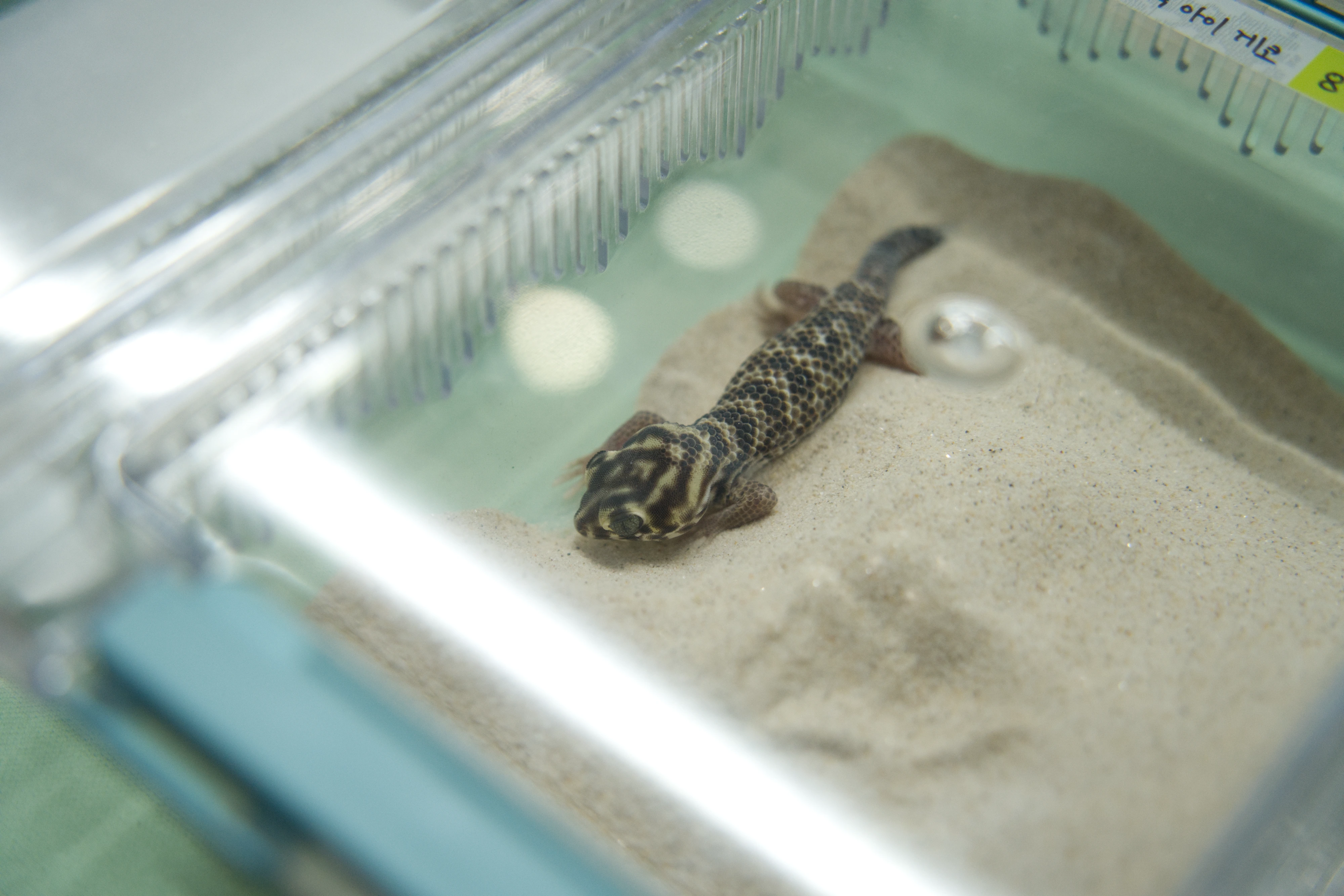 DC Inside 이미지 12