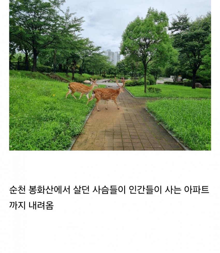 DC Inside 이미지 10