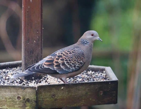 DC Inside 이미지 6