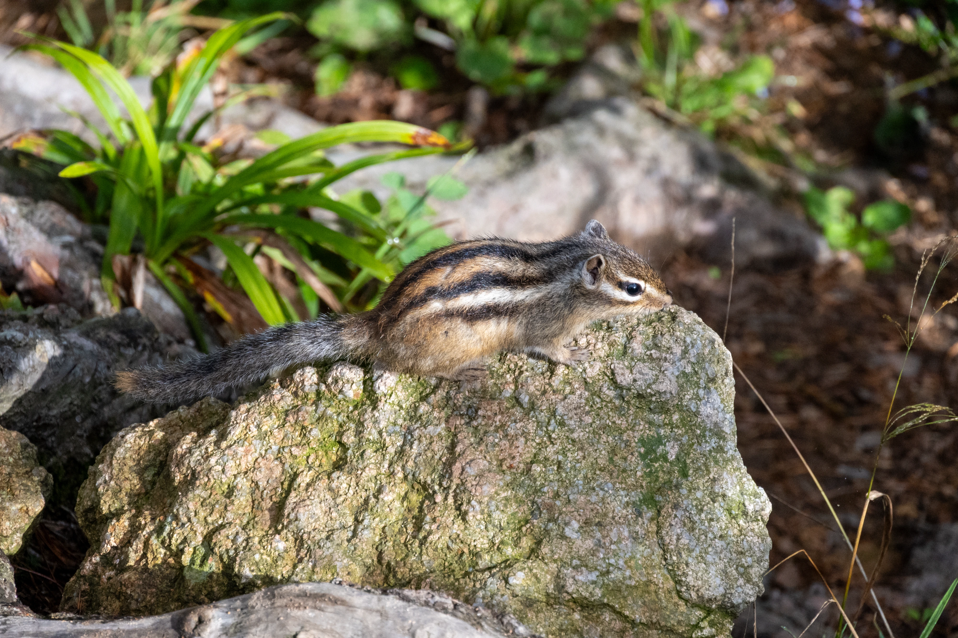 DC Inside 이미지 6