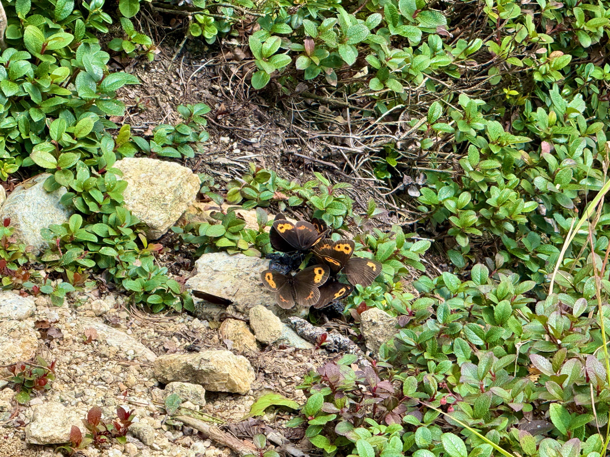 DC Inside 이미지 12