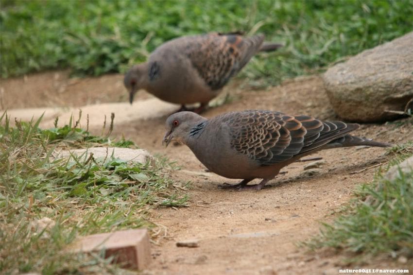 DC Inside 이미지 5