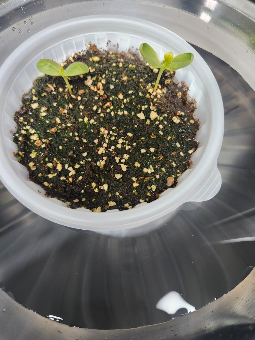 DC Inside 이미지 4