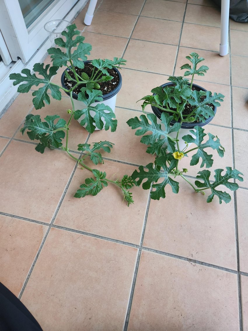 DC Inside 이미지 9