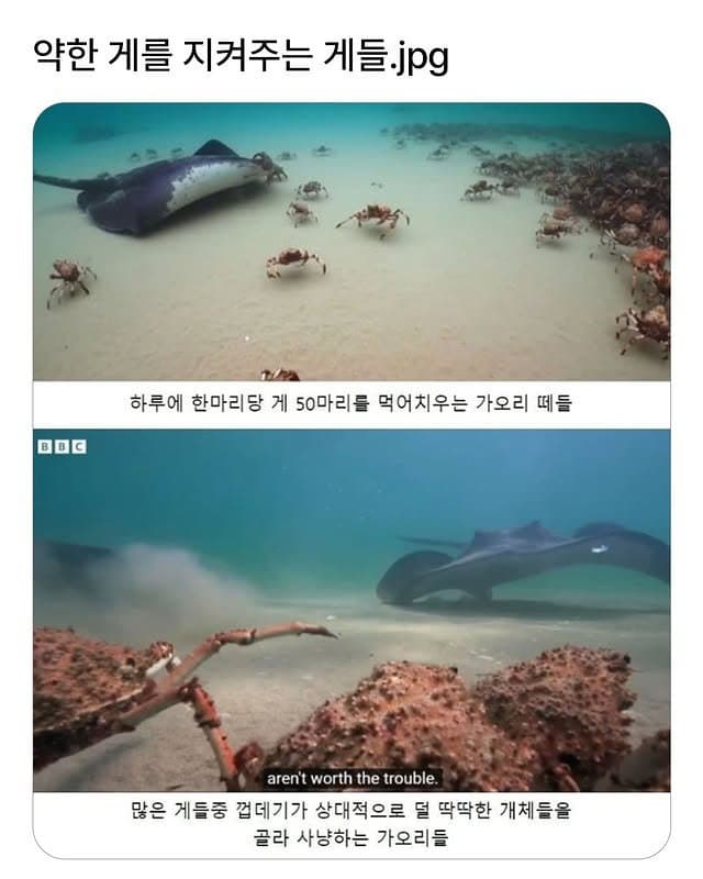 DC Inside 이미지 1