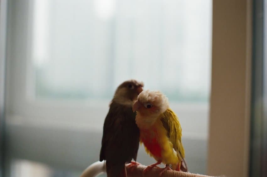 DC Inside 이미지 8