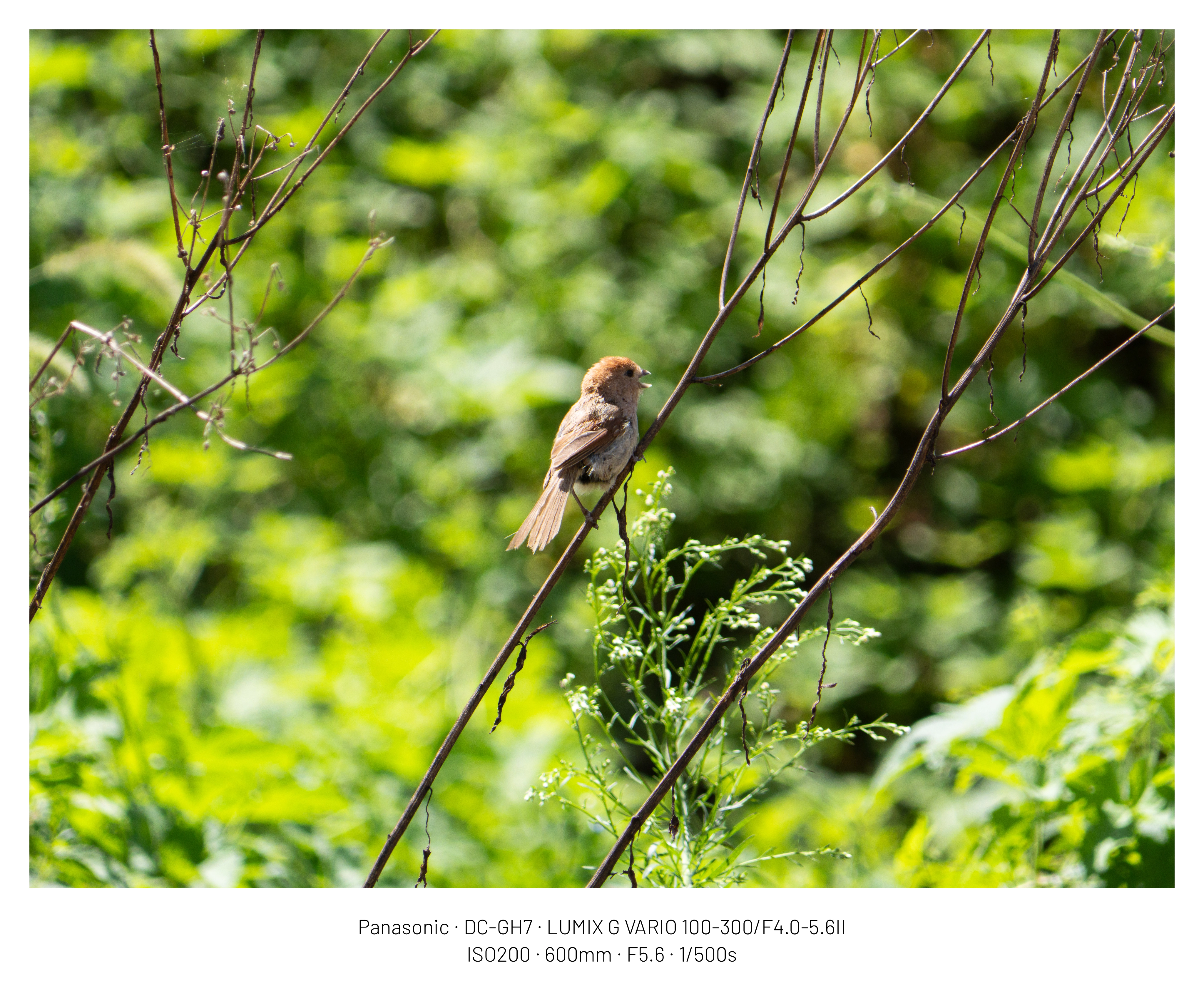 DC Inside 이미지 2