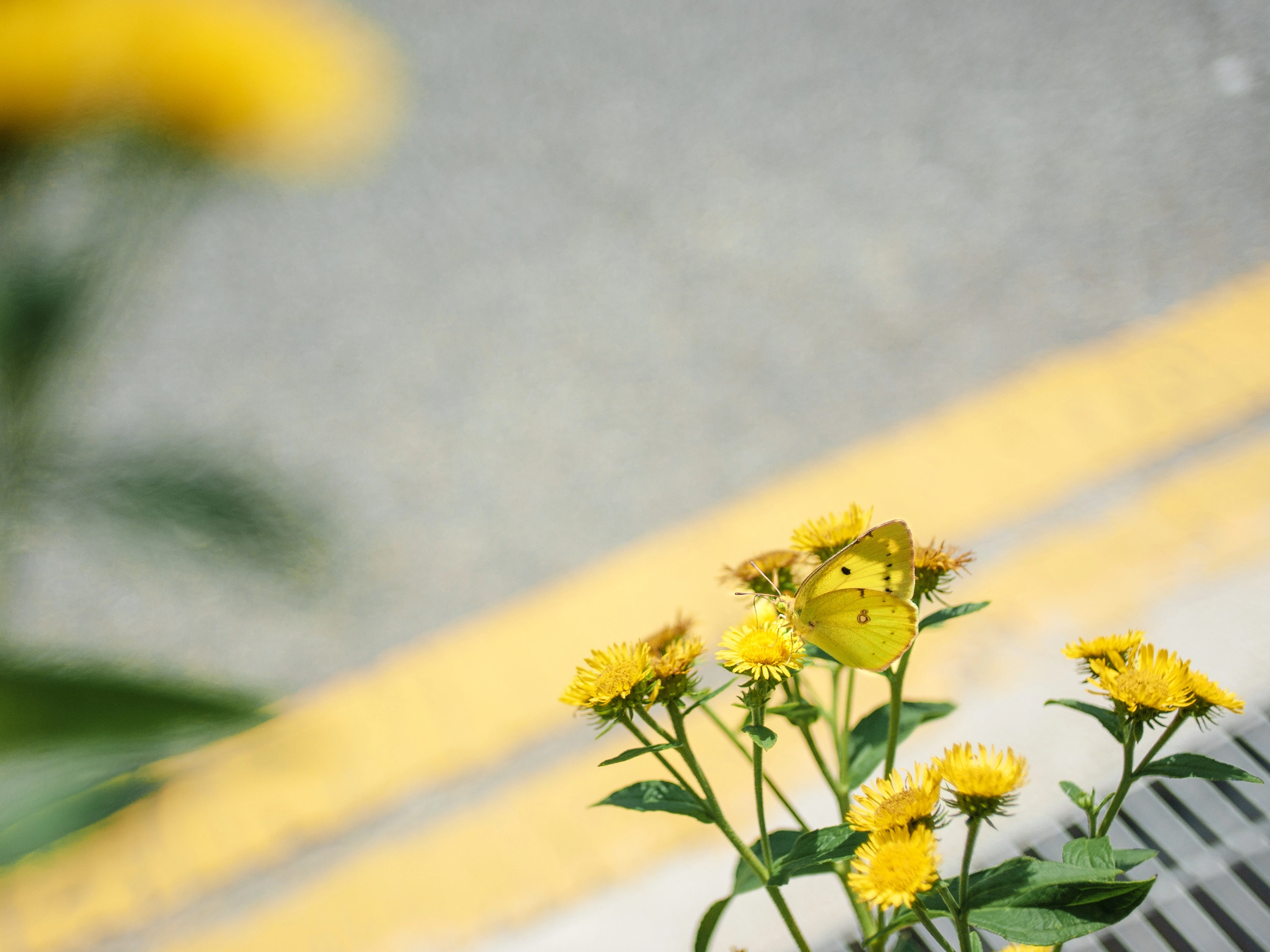 DC Inside 이미지 5