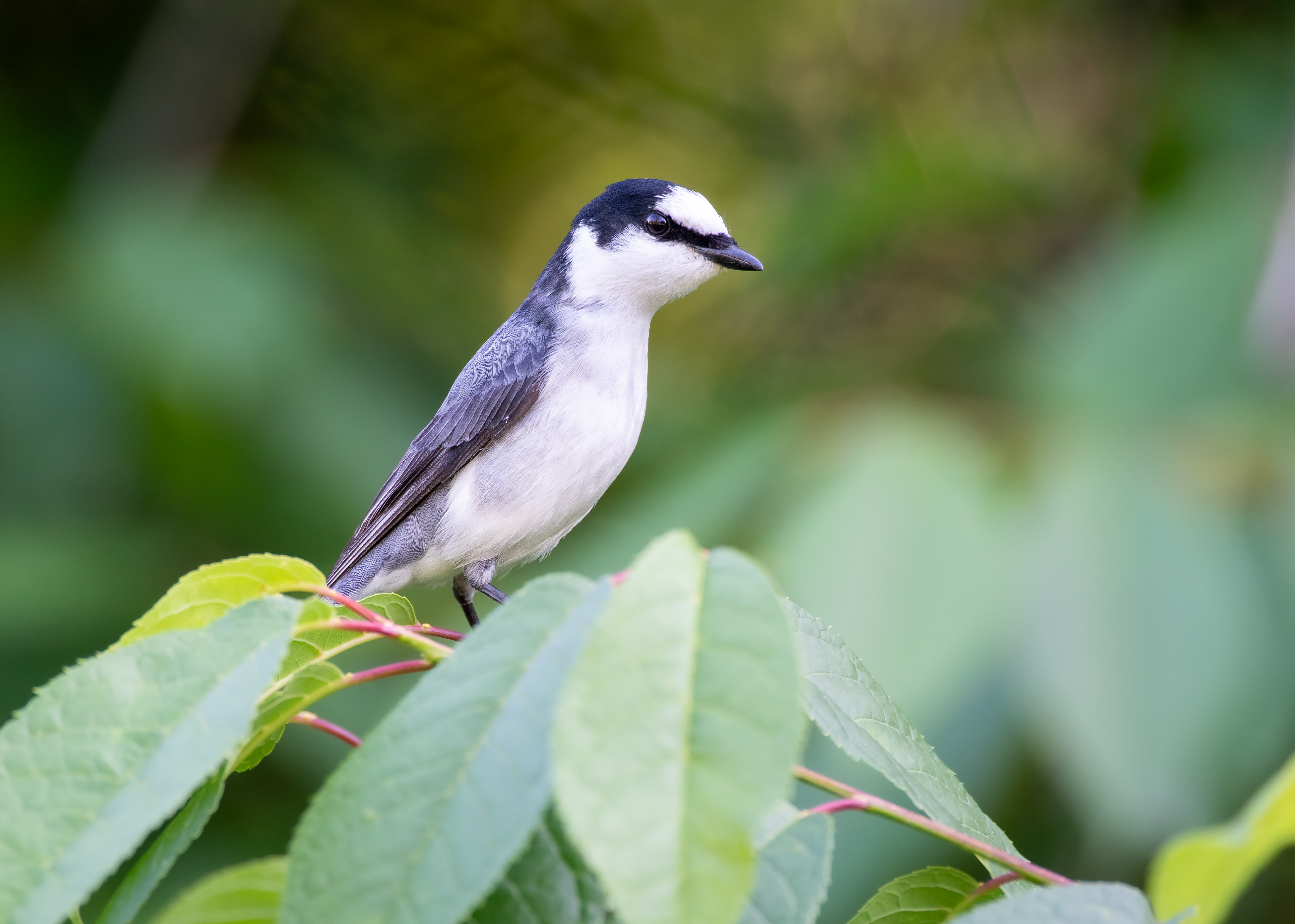 DC Inside 이미지 4