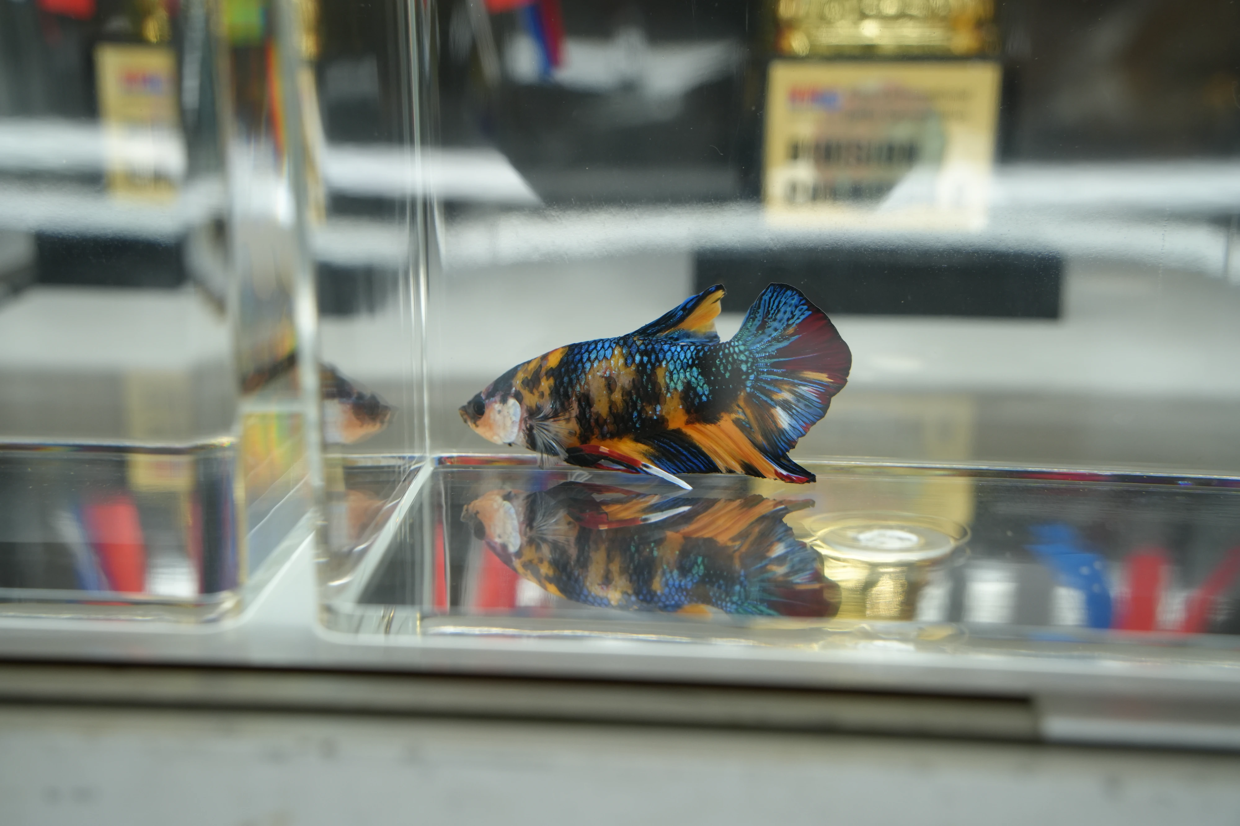 DC Inside 이미지 1