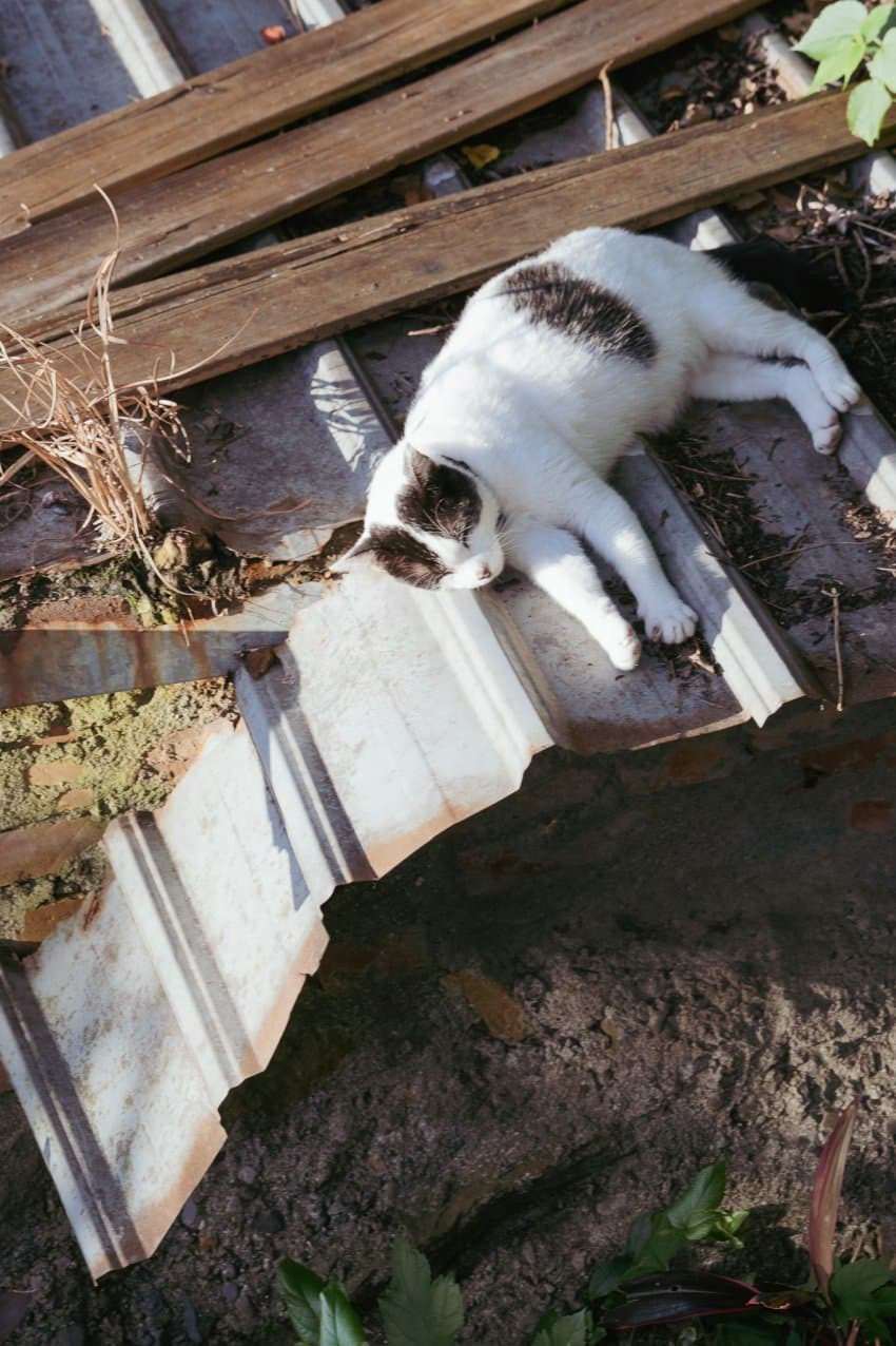 DC Inside 이미지 16