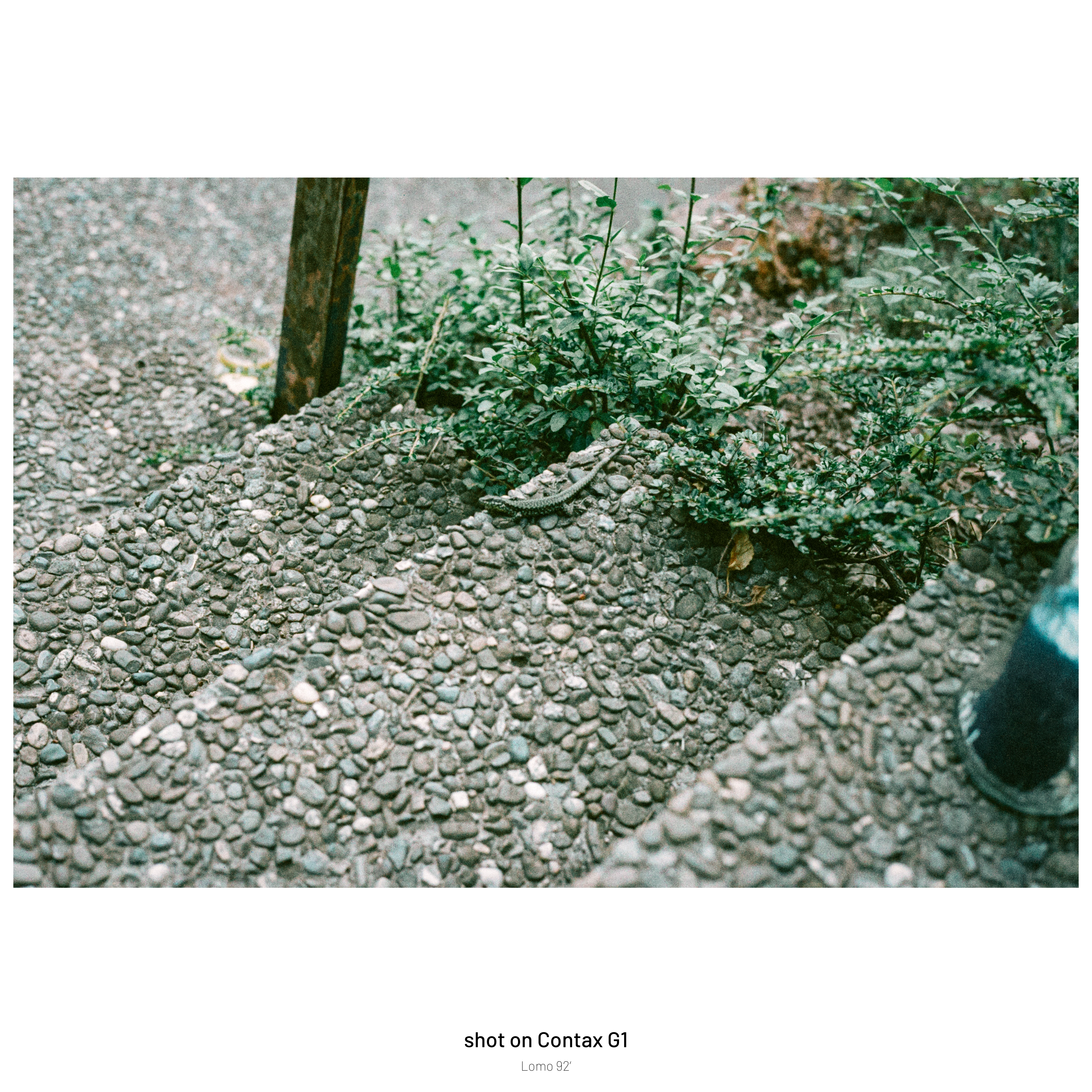 DC Inside 이미지 11