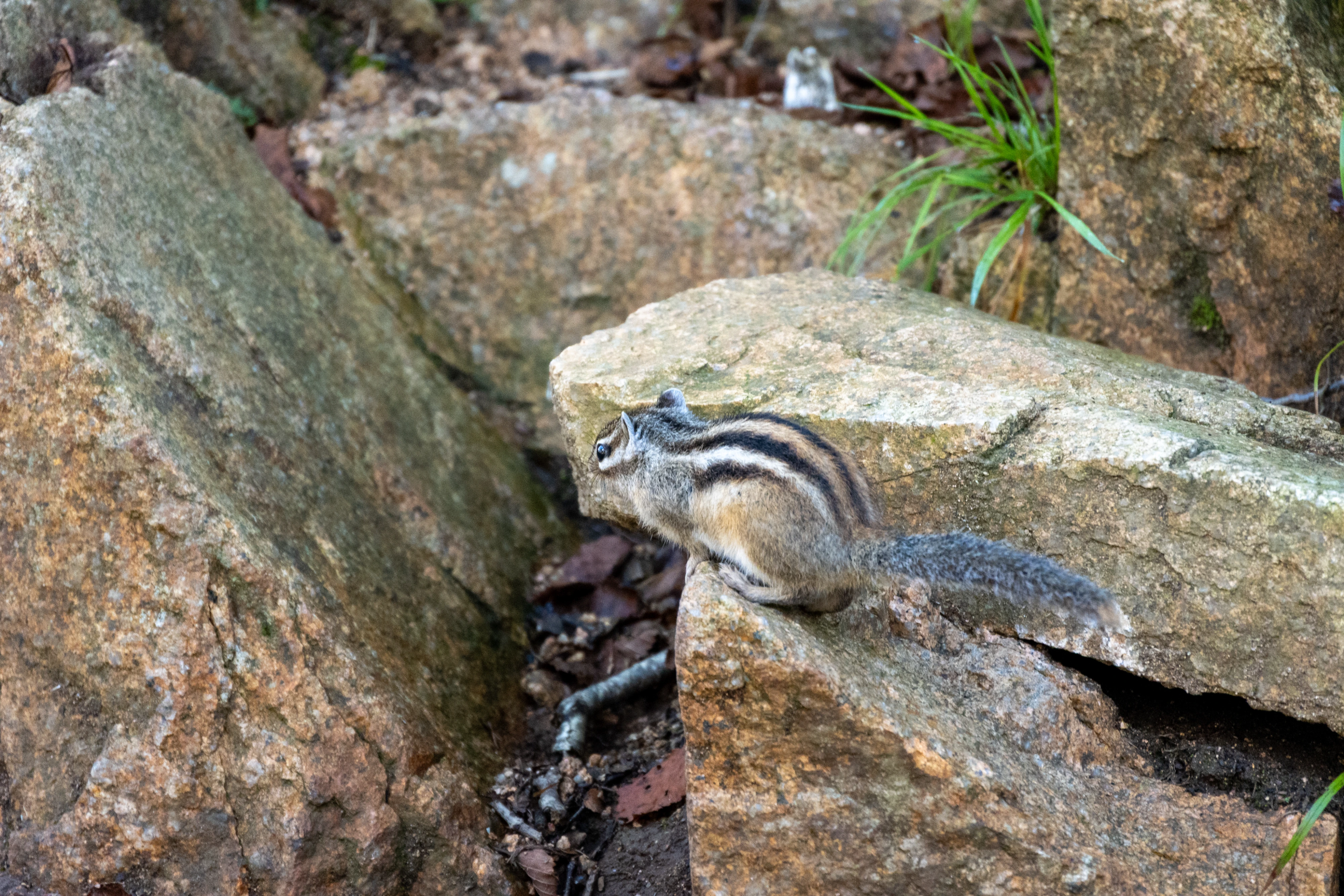 DC Inside 이미지 4