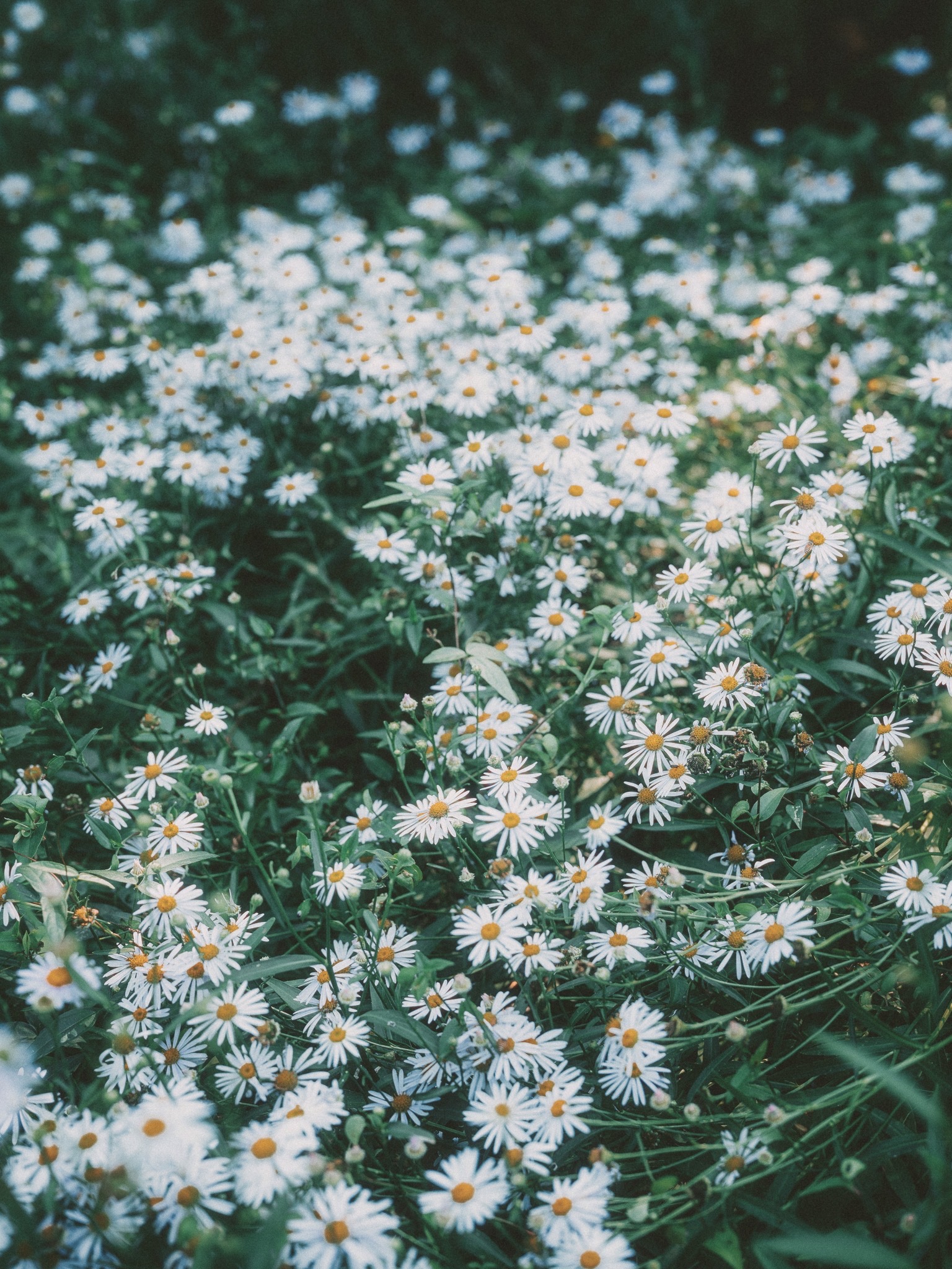 DC Inside 이미지 18