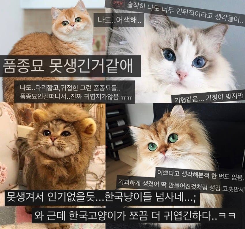 DC Inside 이미지 14