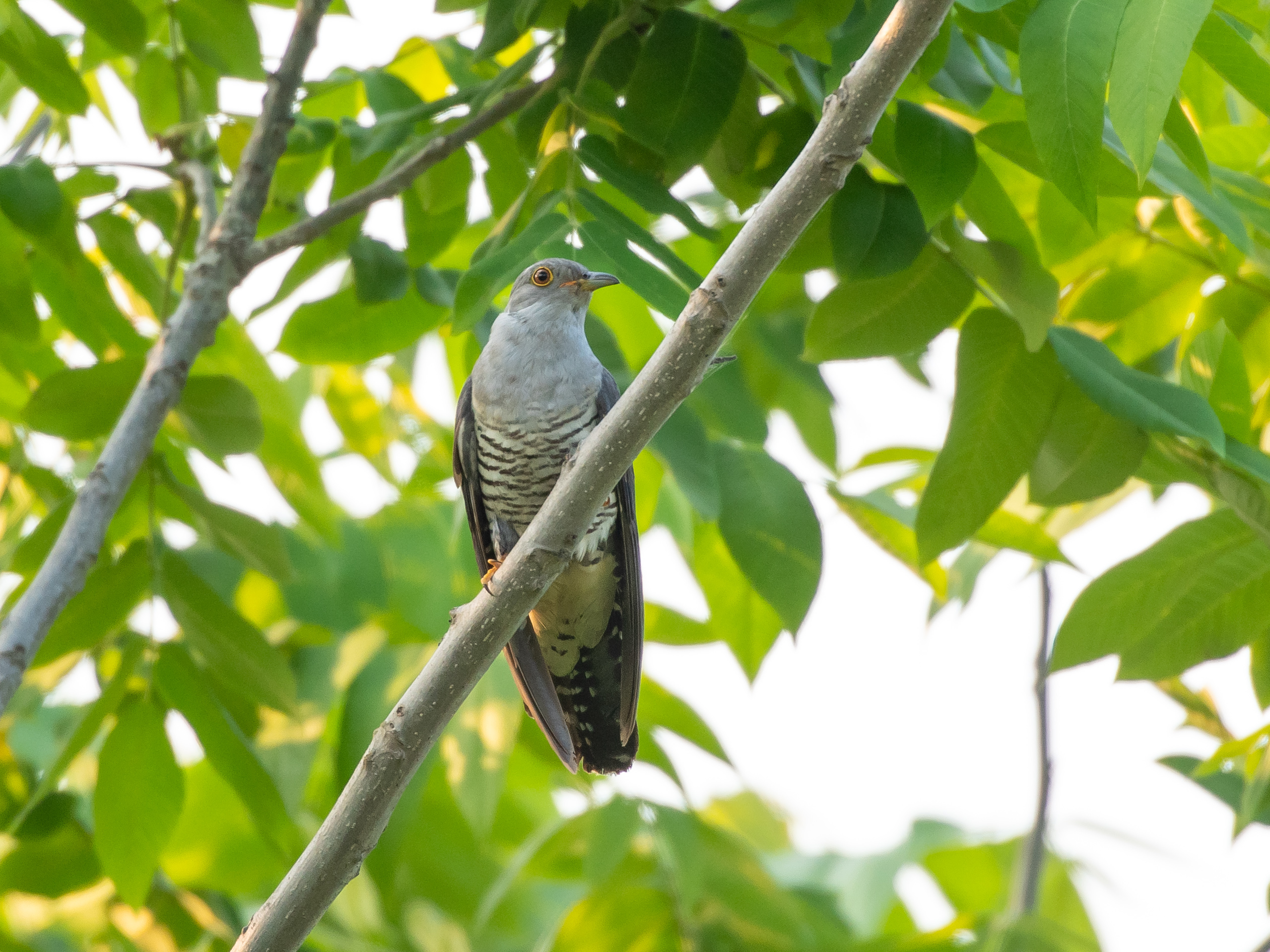 DC Inside 이미지 14