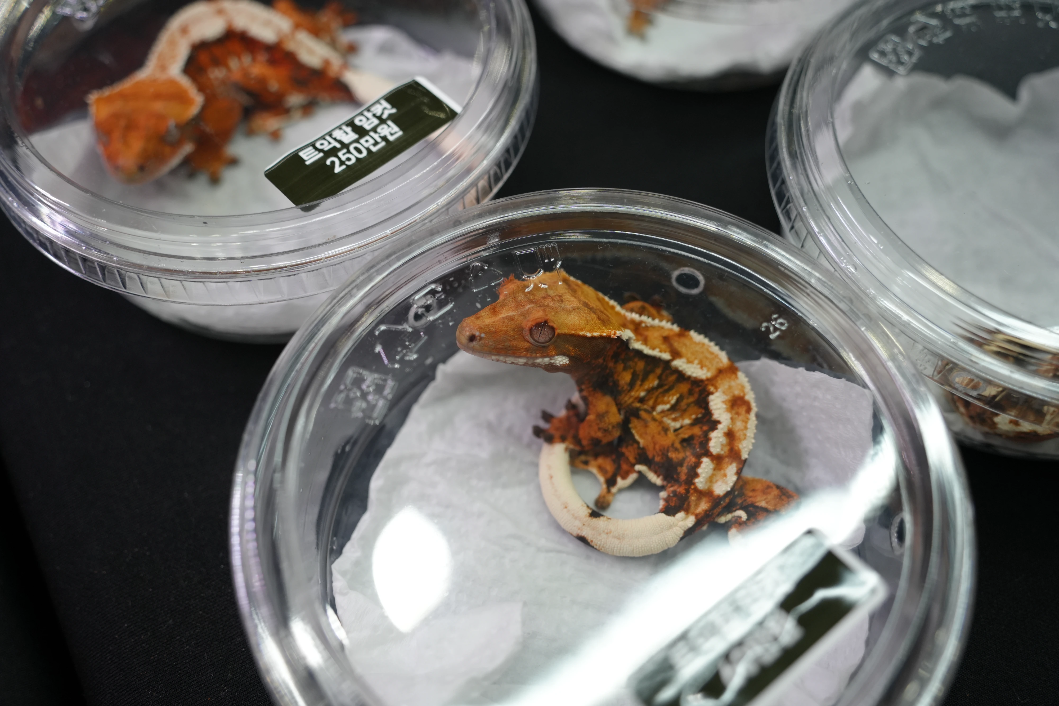 DC Inside 이미지 20