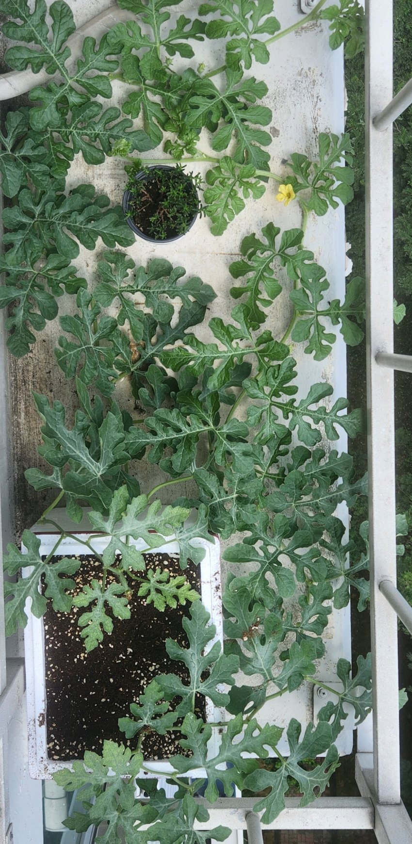 DC Inside 이미지 12